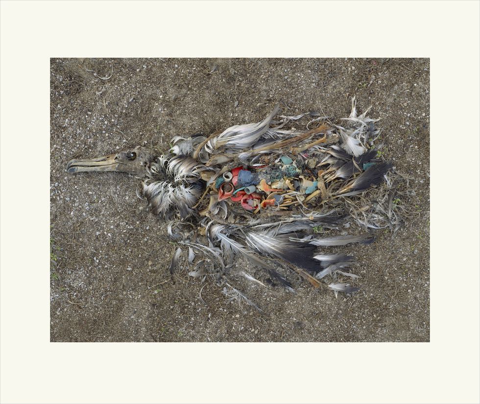 carcassa uccello, rifiuti, plastica