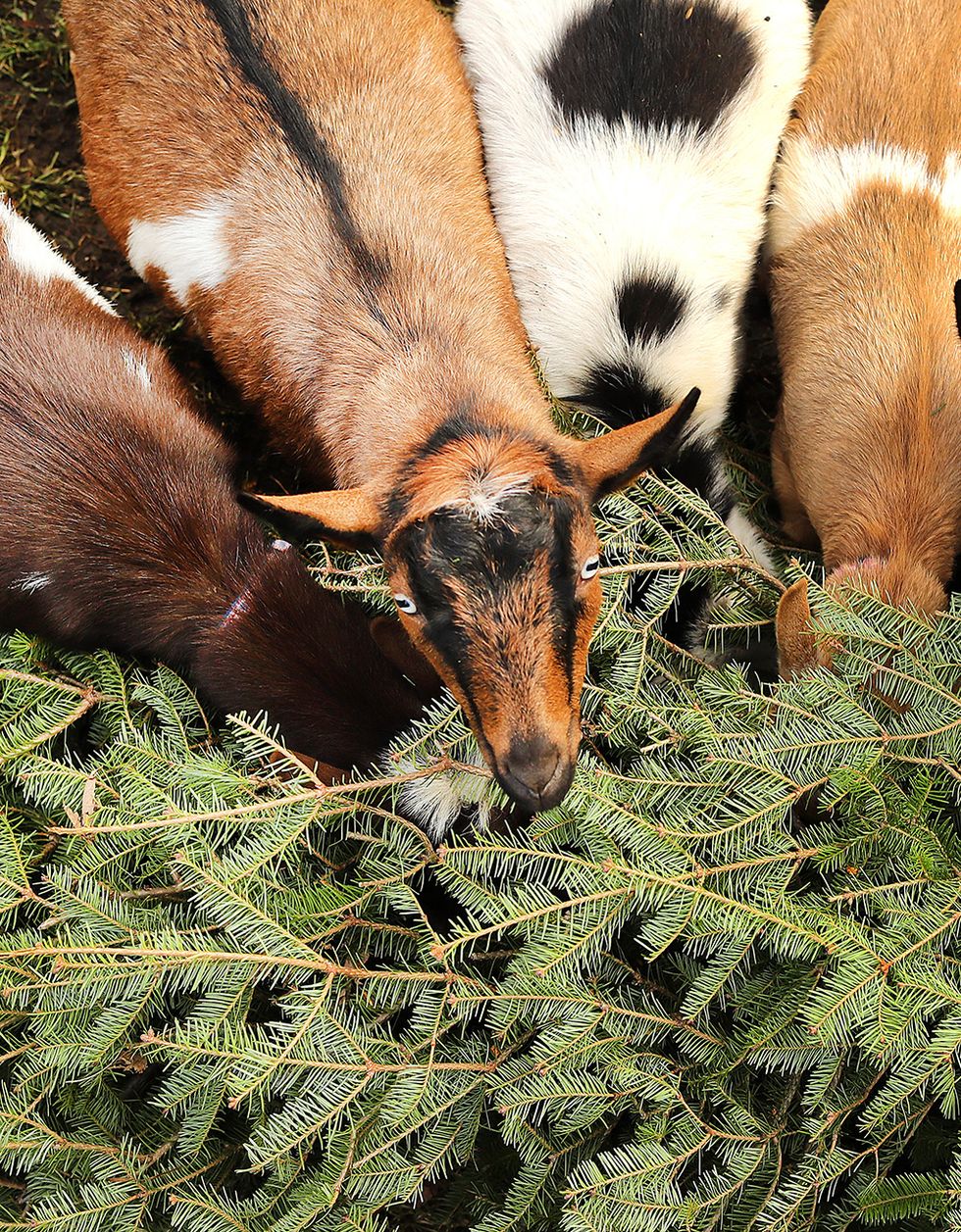 goats eating christmas trees