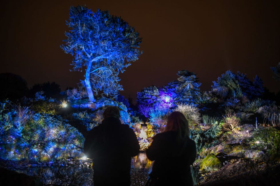 christmas at the botanics launch