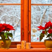 Norwegian Christmas traditions. Two Poinsettias and candlesticks in the kitchen window. View on garden and trees with snow. typical flowers for christmas in norway