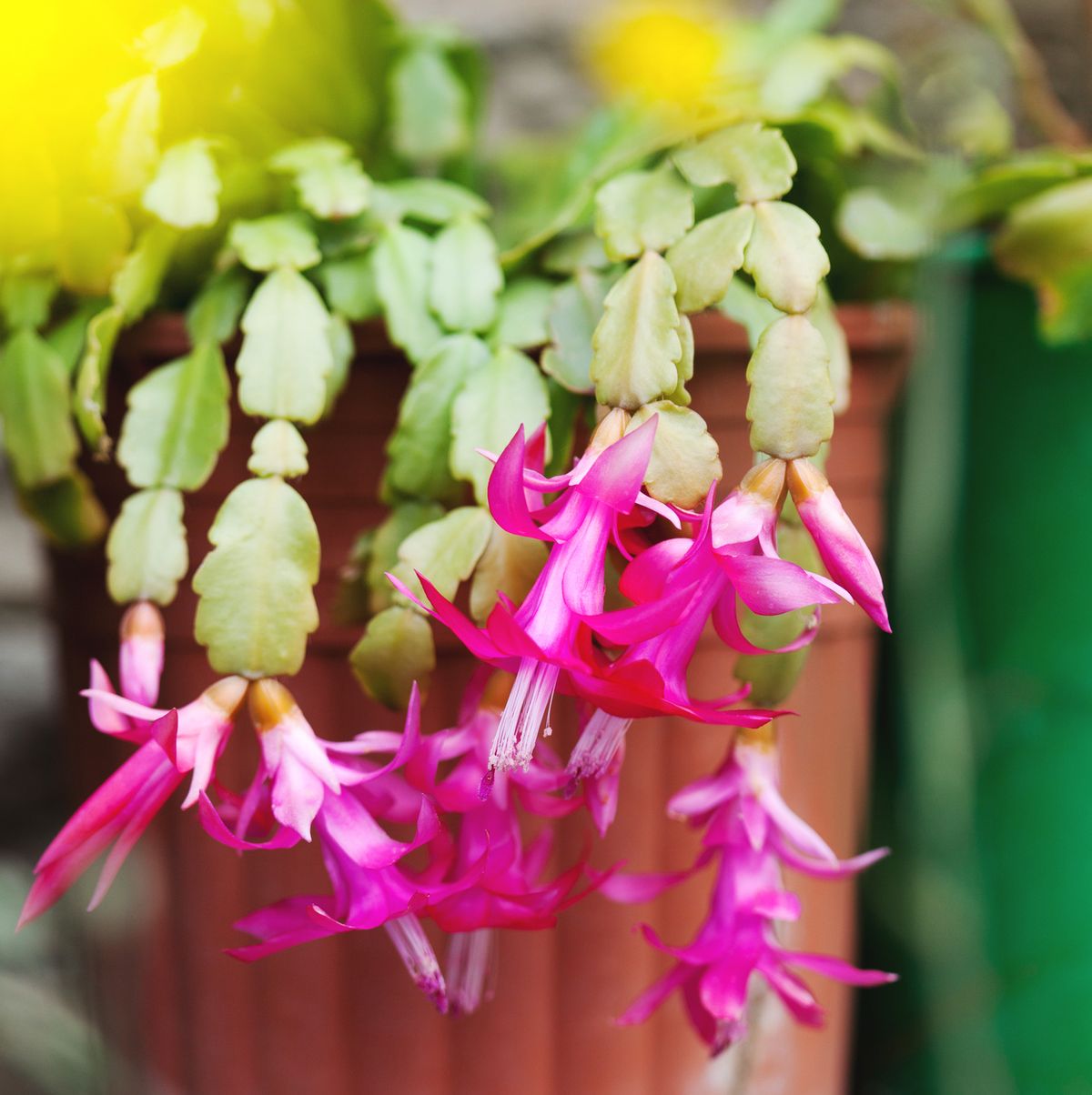 How to Care for a Christmas Cactus With Expert Gardening Tips