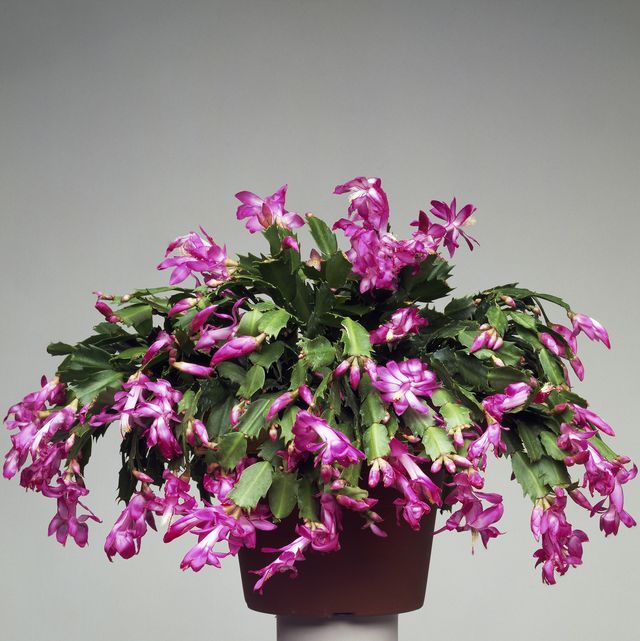How to cultivate and care for a Christmas Cactus 