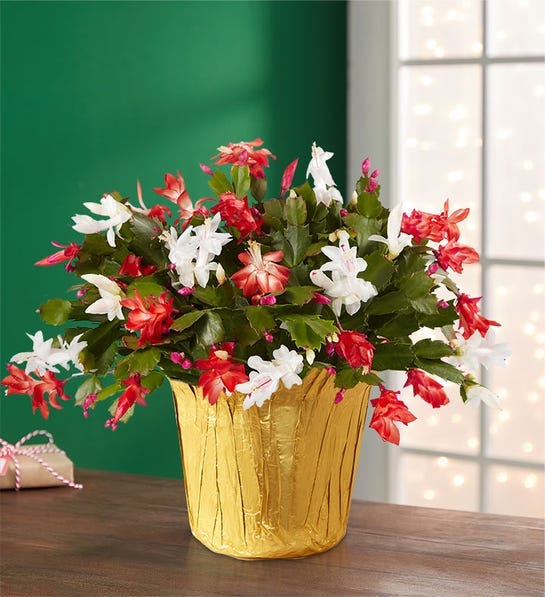 14 Best Christmas Plants and Flowers - Traditional Christmas Plants to Gift