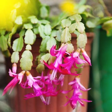 christmas cactus care christmas cactus care
