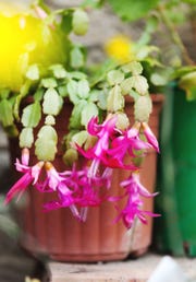 easter cactus care tips
