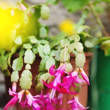 easter cactus care tips