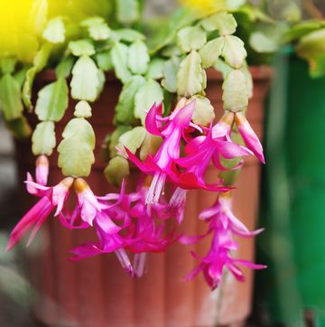 easter cactus care tips