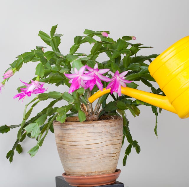 hand watering a christmas cacus with yellow watering can