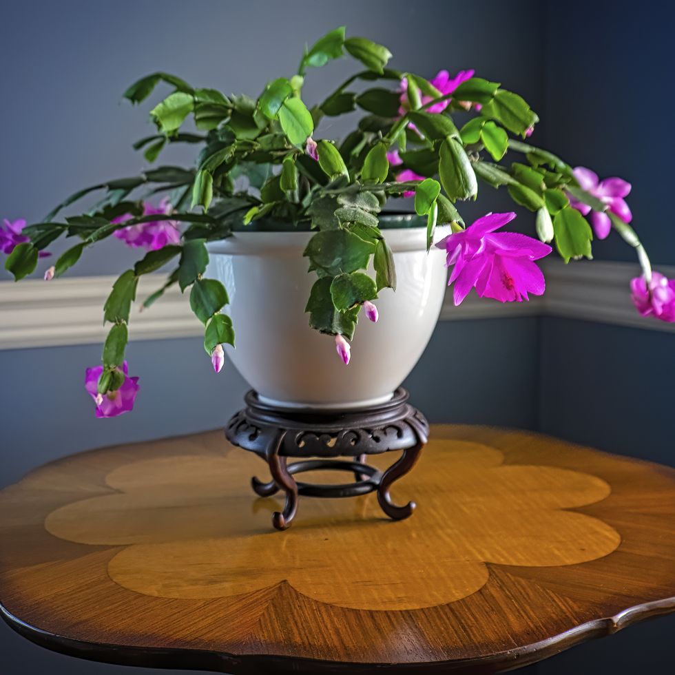 a christmas cactus in full bloom in white pot set on antique wood table