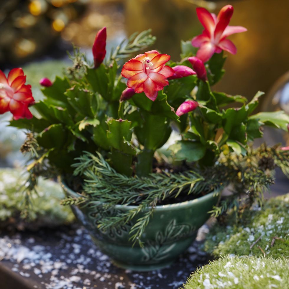 how to care for christmas cactus plant