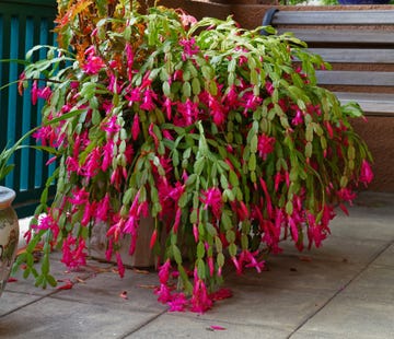 thanksgiving versus christmas cactus