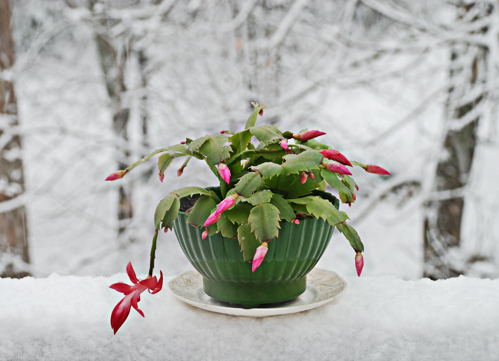 30 Christmas Plants To Decorate Your Winter Season