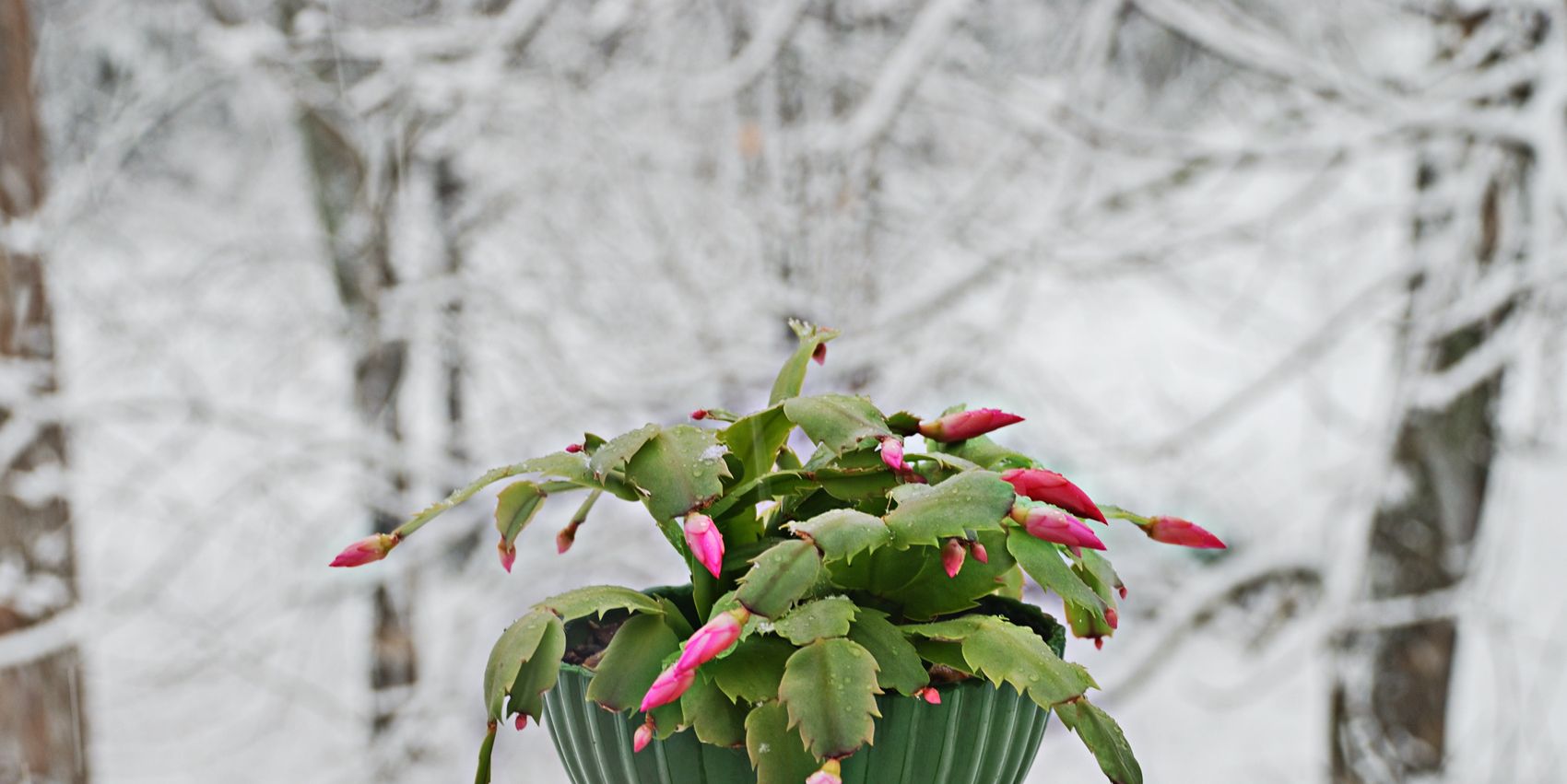 a　How　Tips　Cactus:　Care　to　Christmas　for　Expert