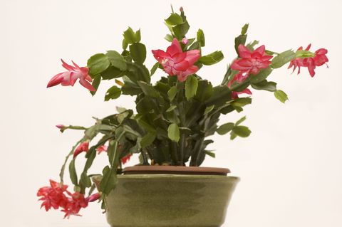 cactus de navidad en flor con flores rojizas