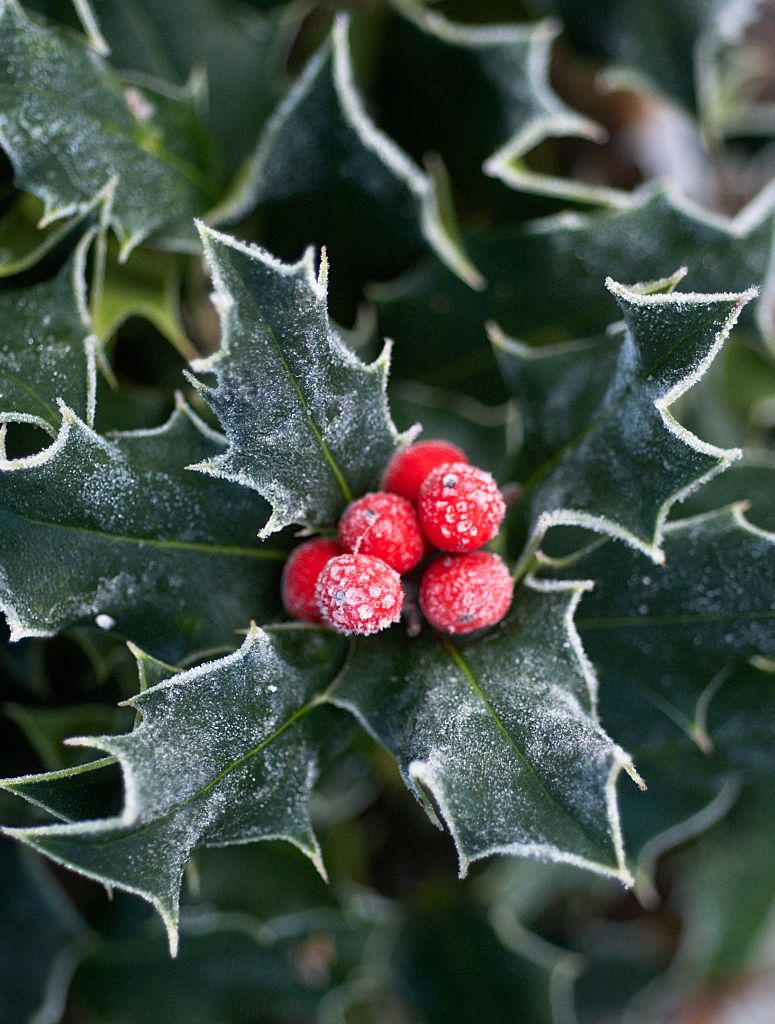christmas colors history holly berries