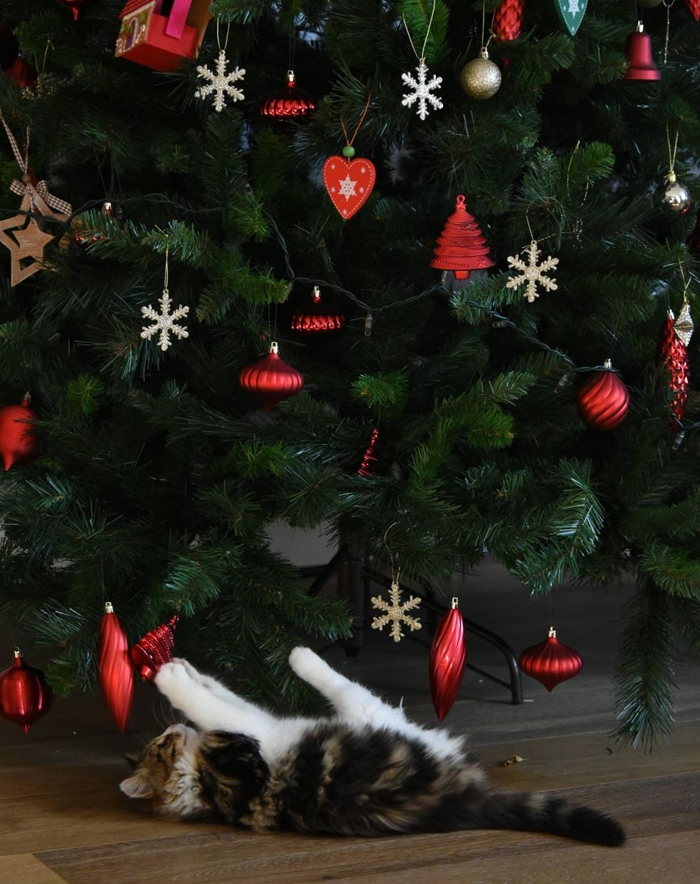 christmas decorations hanging on tree