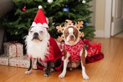best christmas dog names
