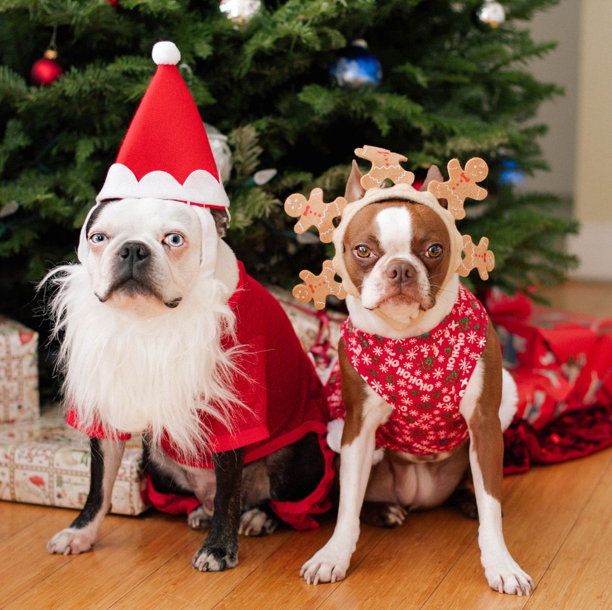 175 Festive Christmas Dog Names and Holiday Names for Pets