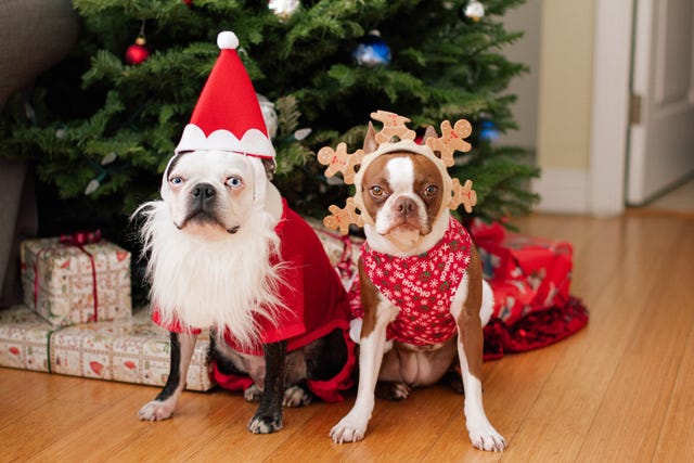 102 of the most joyful and creative Christmas dog names