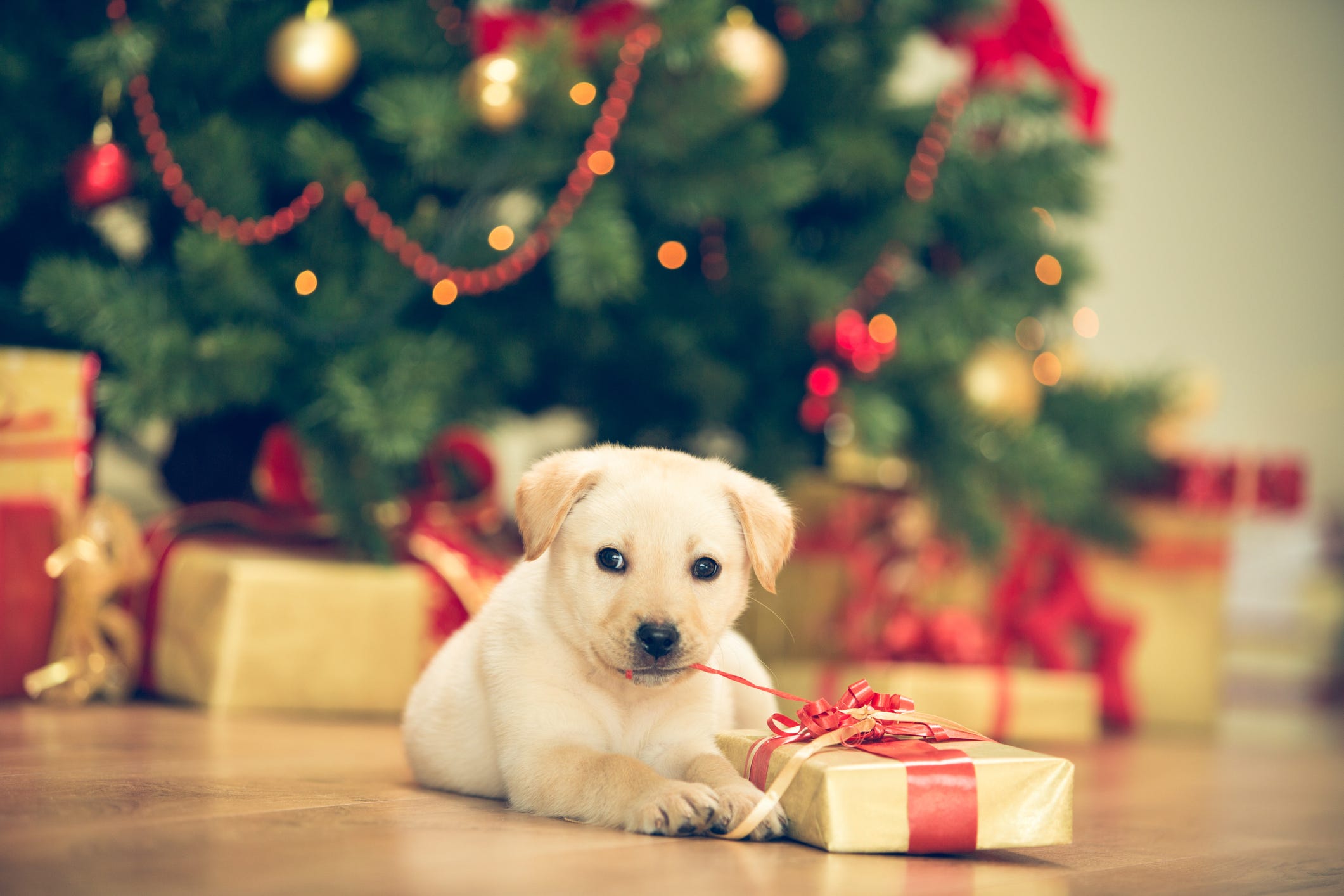 175-festive-christmas-dog-names-and-holiday-names-for-pets