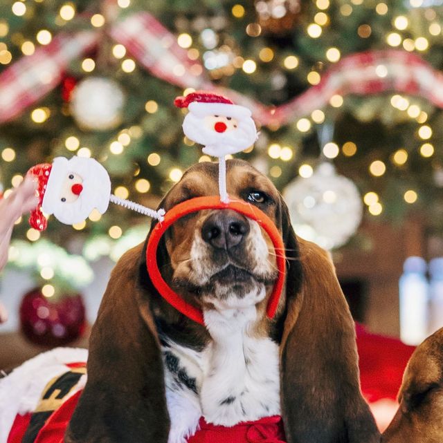 Midlee Plush Christmas Lights Dog Toy- Set of 3