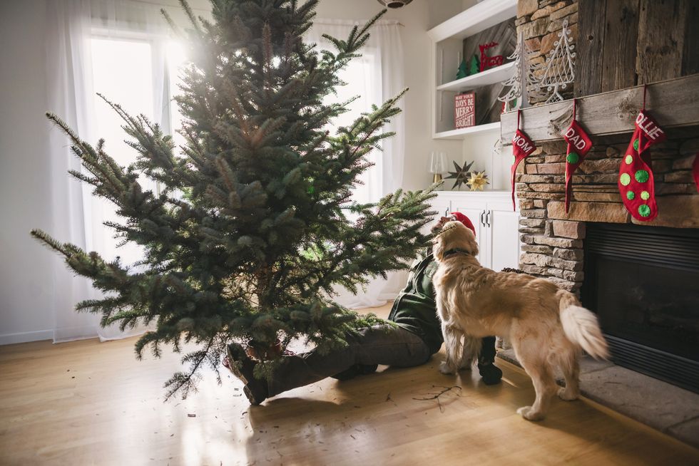 Christmas tree dog