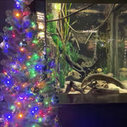 christmas-eel-tennessee-aquarium-