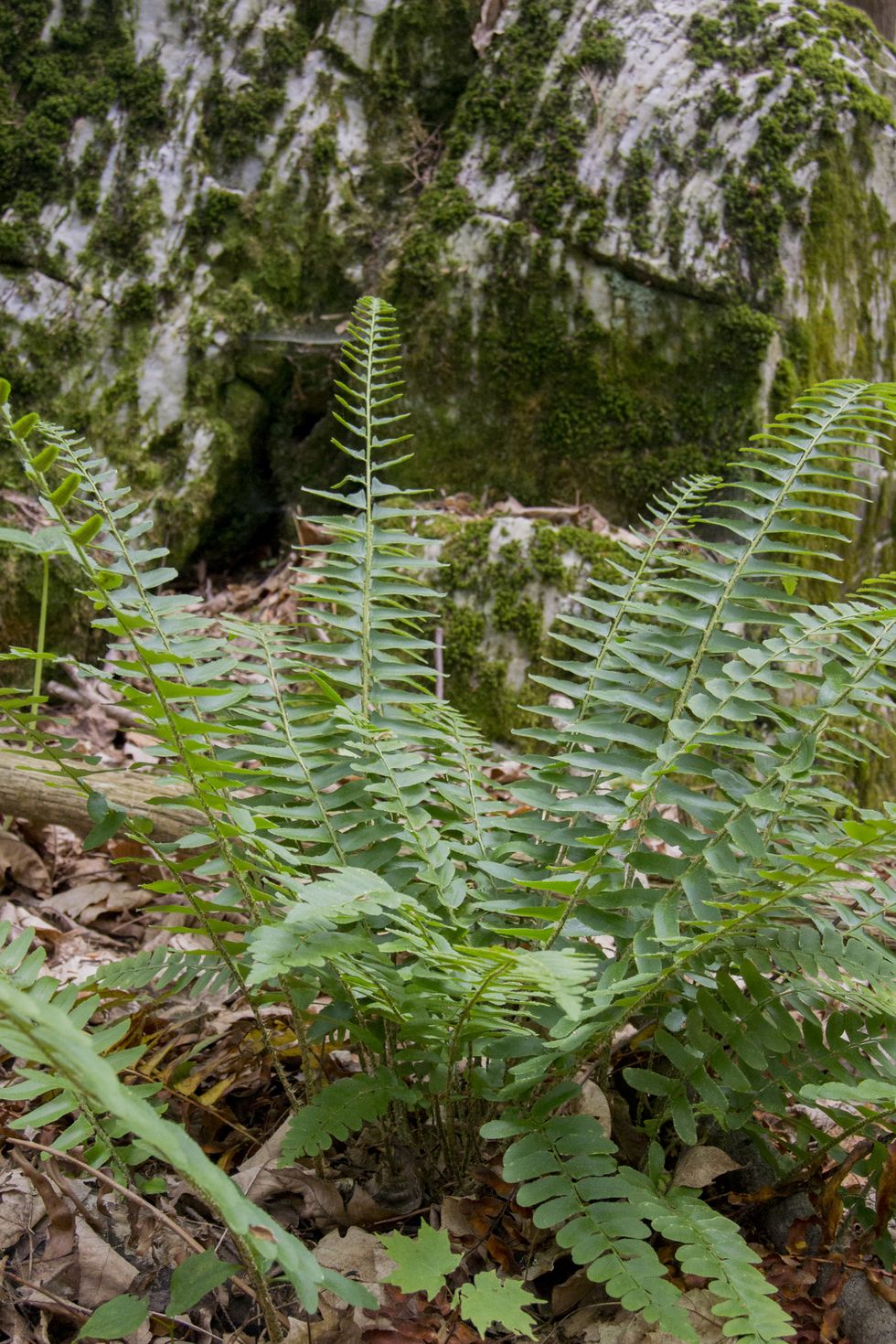 christmas fern growing near mossy rock