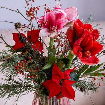A winter bouquet of amaryllis, poinsettia, coniferous branches in a fluted vase in the interior. Christmas decoration of a dwelling made of flowers in a vase. a winter bouquet of amaryllis, poinsettia, coniferous branches in a fluted vase in the interior christmas decoration of a dwelling made of flowers in a vase