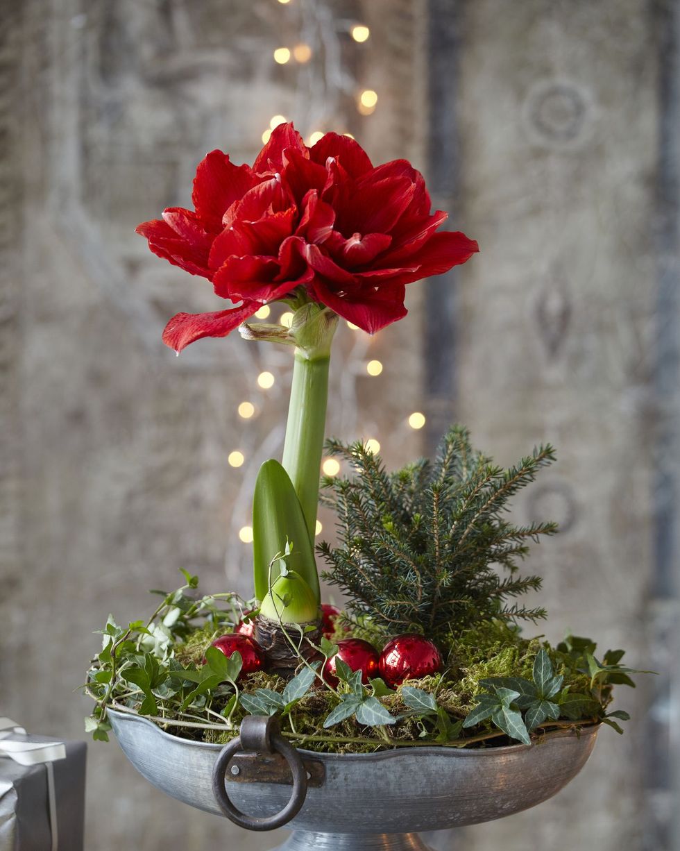 Best Christmas Flowers for Decorating Your Home for the Holiday