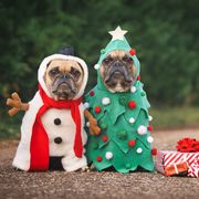dogs in christmas costumes two french bulldogs dresses up as funny christmas tree and snowman with red gift boxes