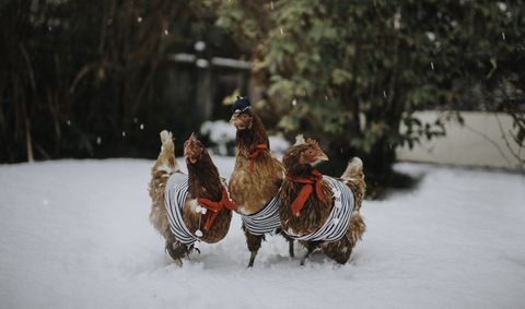 three real hens dressed in french costumes