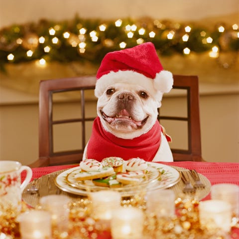 french bulldog wearing santa hat at table covered with christmas cookies