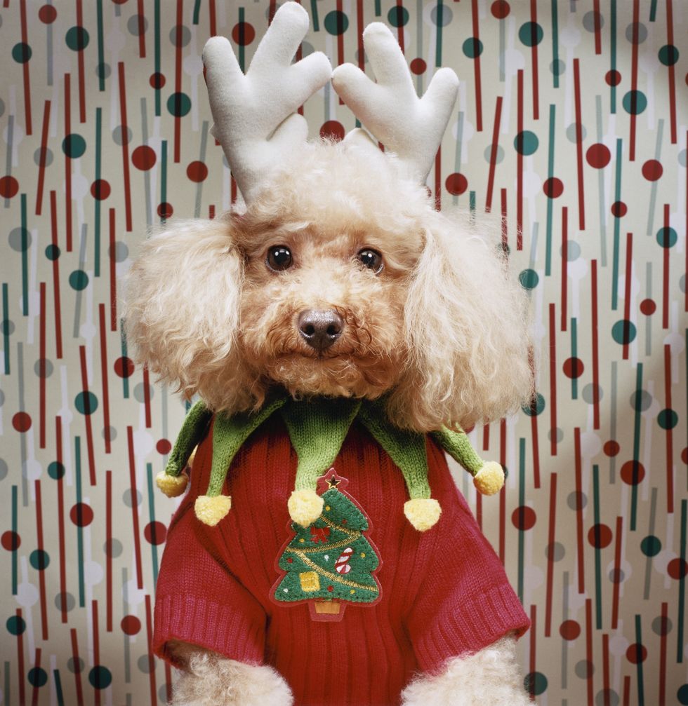 poodle wears christmas costume