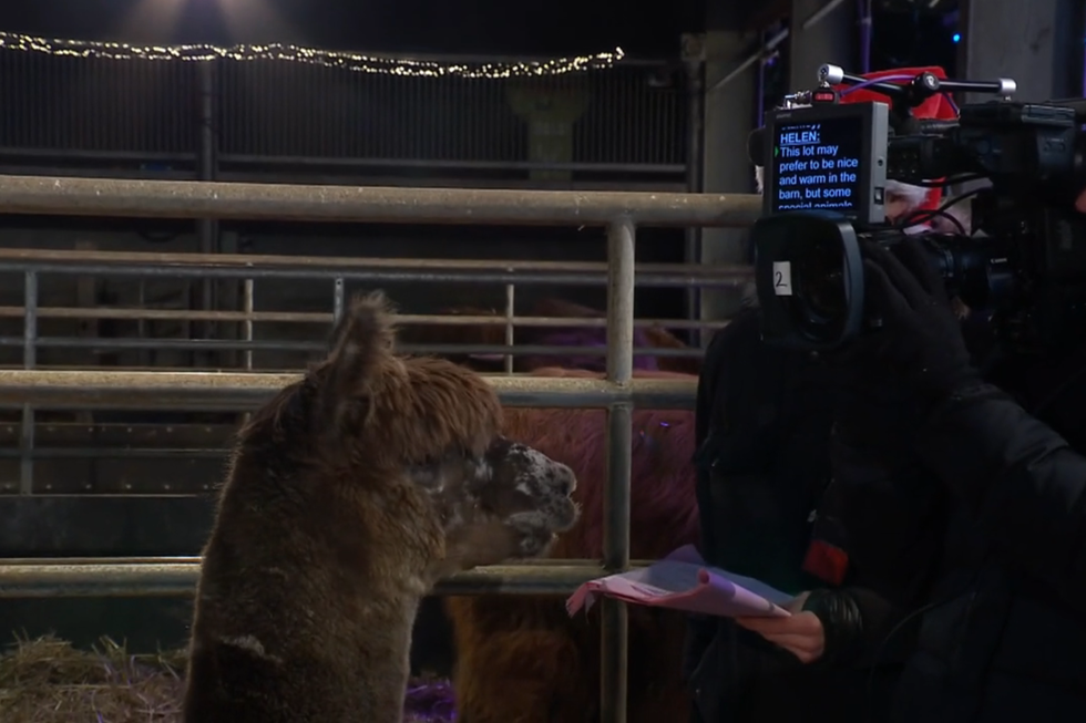una alpaca marrón llamada stanley parada frente a un teleprompter en un momento de navidad en la granja 2023