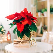 best christmas plants best christmas plants