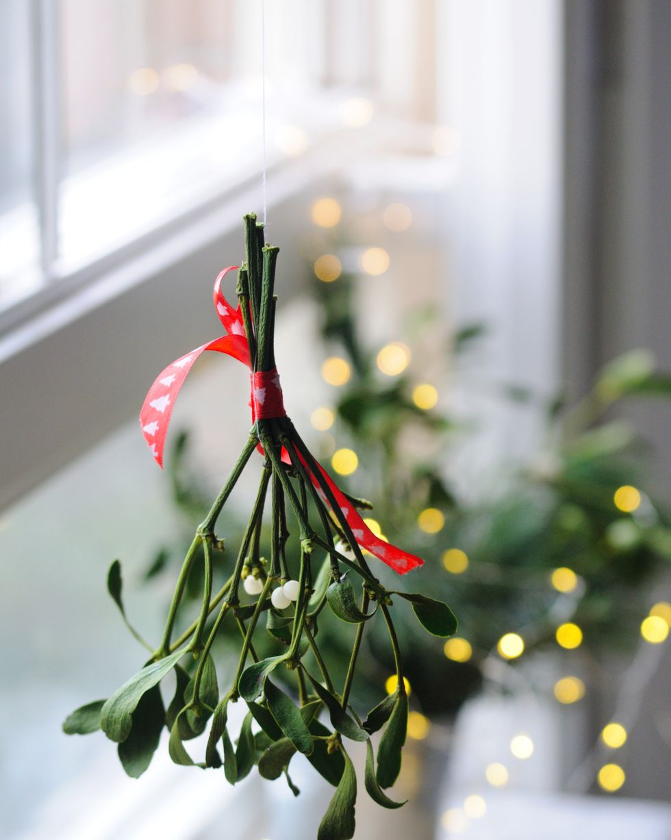 10 Best Christmas Plants to Decorate With