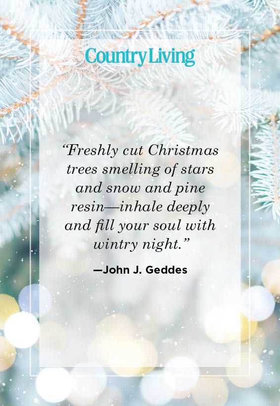 christmas quote by john j geddes on close up photo of fir tree branches with christmas lights