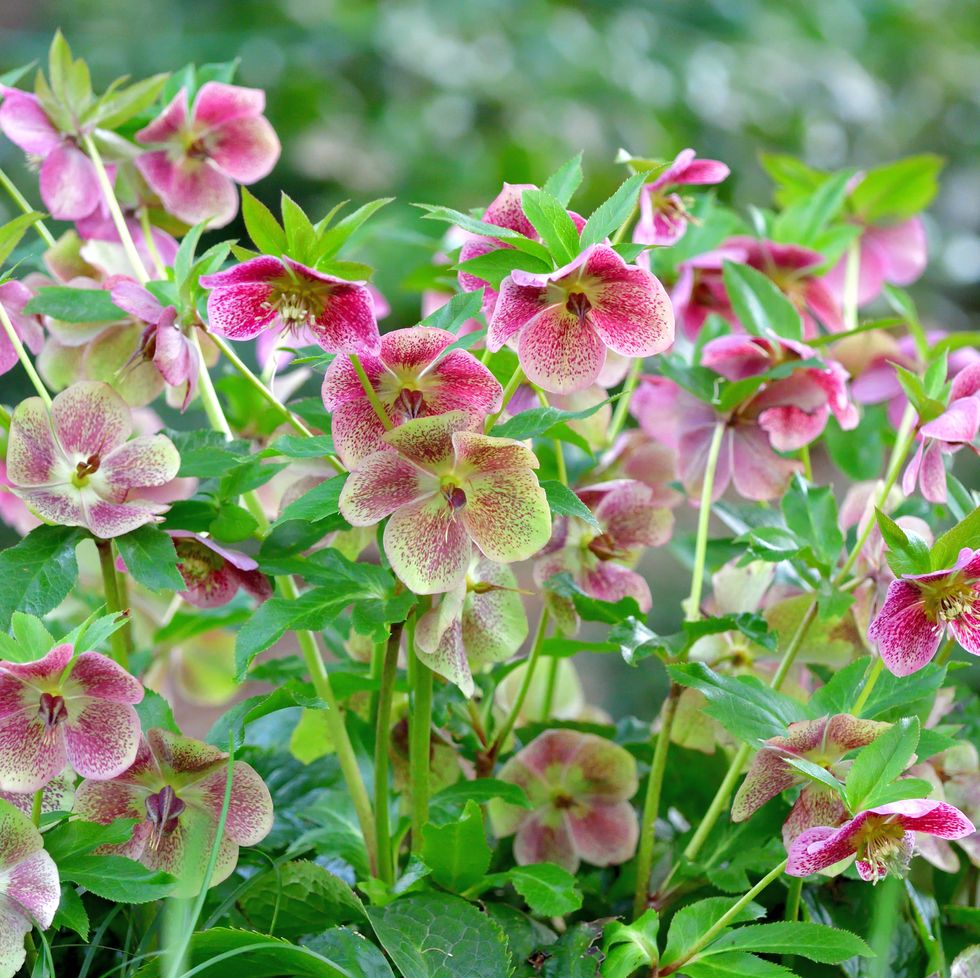 christmas rose / black hellebore / helleborus niger