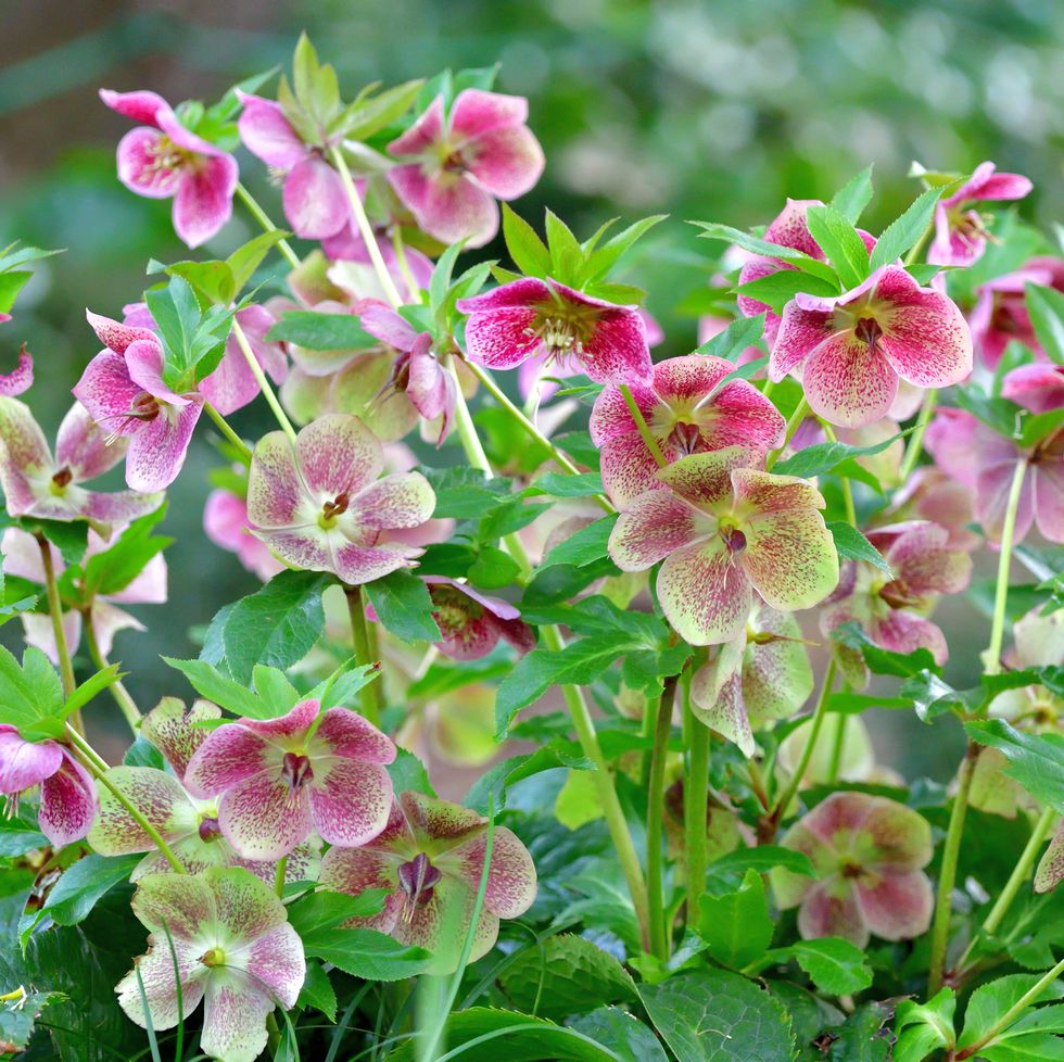 christmas rose / black hellebore / helleborus niger