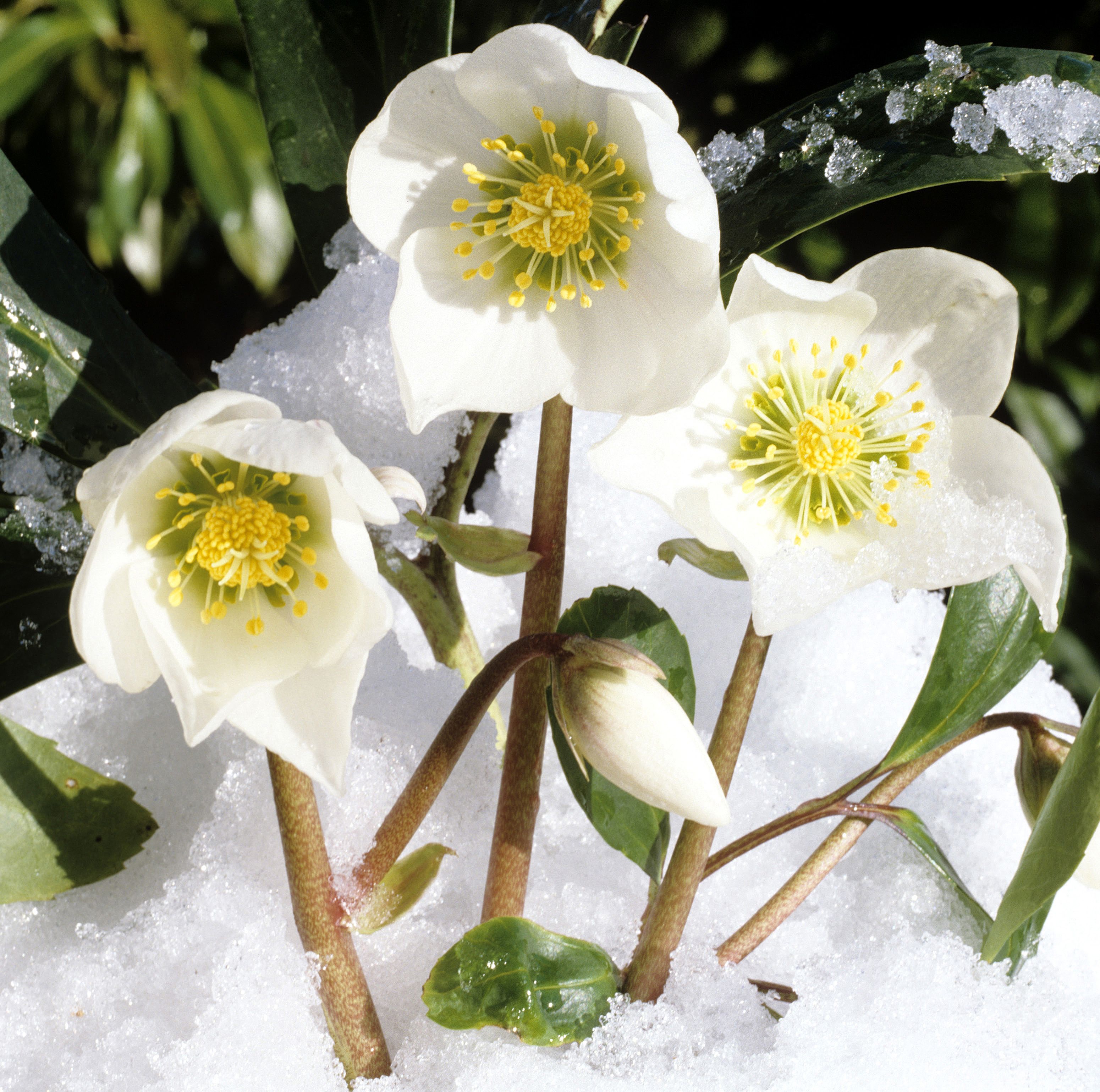 10 winter flowers for your garden​