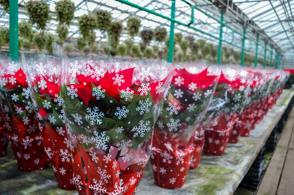 christmas sale of bright red poinsettia flowers in festive packaging with snowflakes a huge number of flowers in pots are in the greenhouse holiday preparations, gifts, decorations