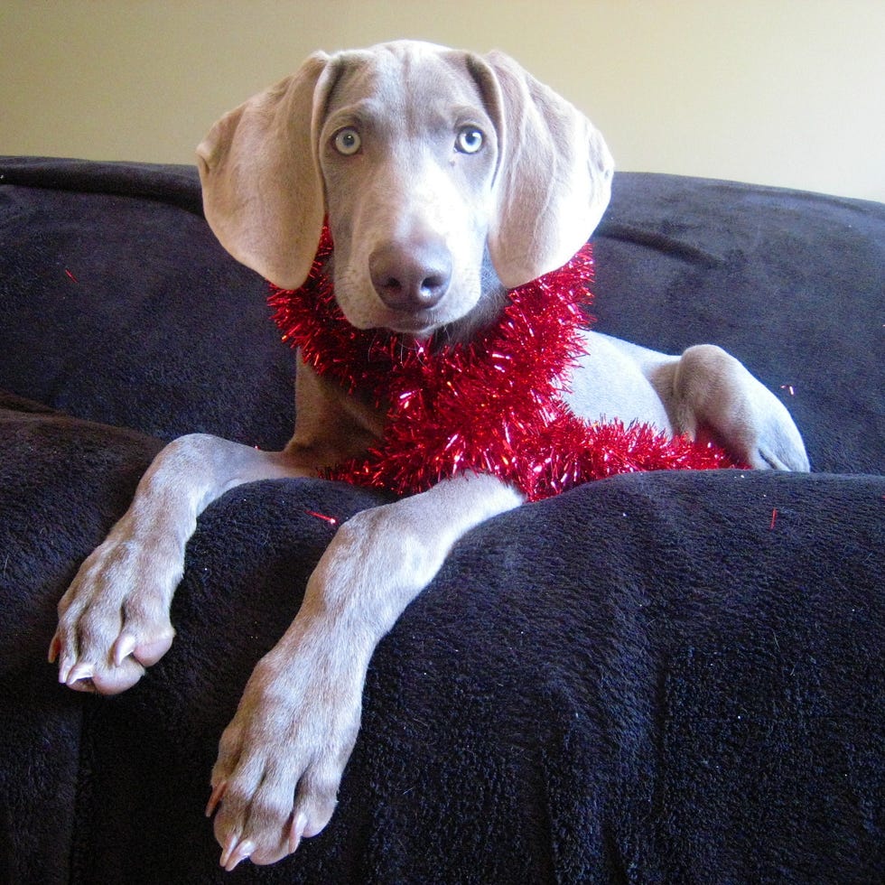 christmas symbol - Christmas tinsel Weimaraner puppy