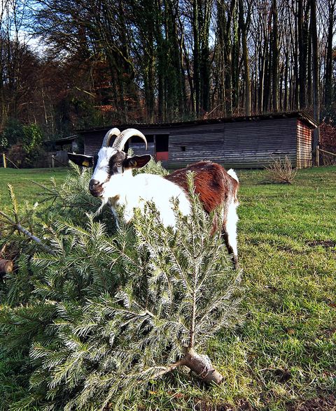 goat eating christmas tree in front of a wooden barn shed