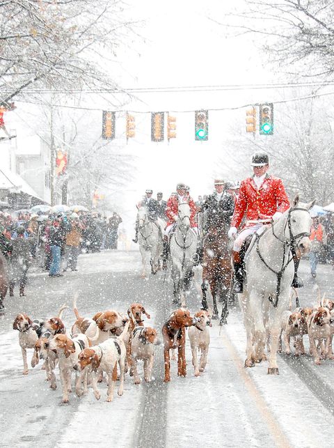christmas parade featuring hunting dogs and man on horseback wearing red jacket