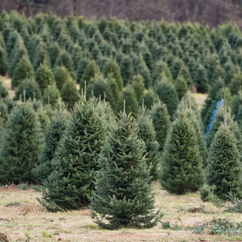 richmond township, pa   december 1 trees in the field at beck tree farms in richmond township tuesday afternoon december 1, 2020 where people were selecting christmas trees photo by ben hastymedianews groupreading eagle via getty images