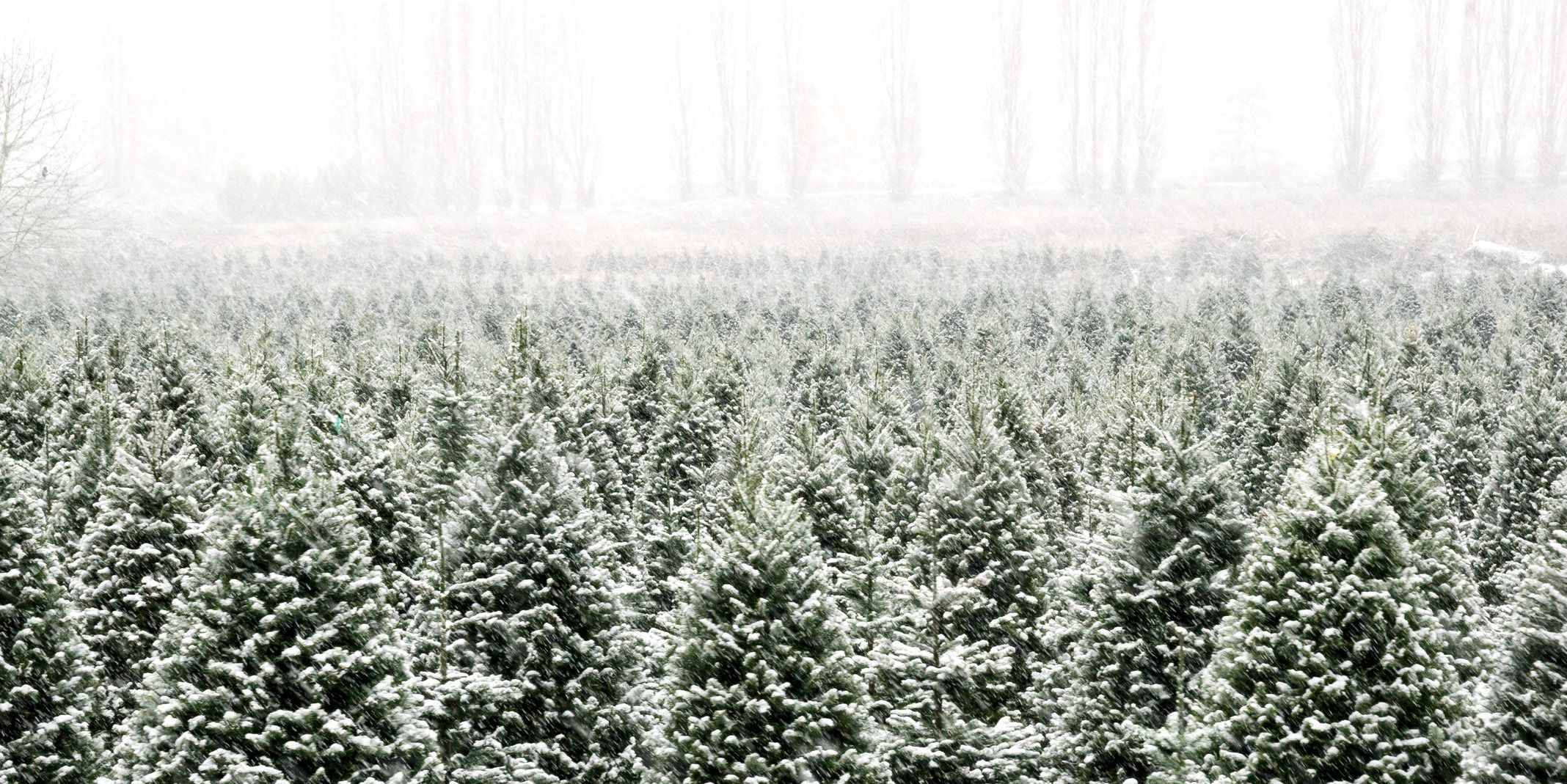 christmas tree farm winter