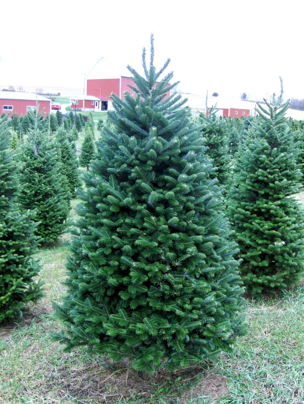 Christmas Trees in the Mail