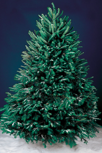 Blue Spruce Christmas Tree – Christmas Delivered