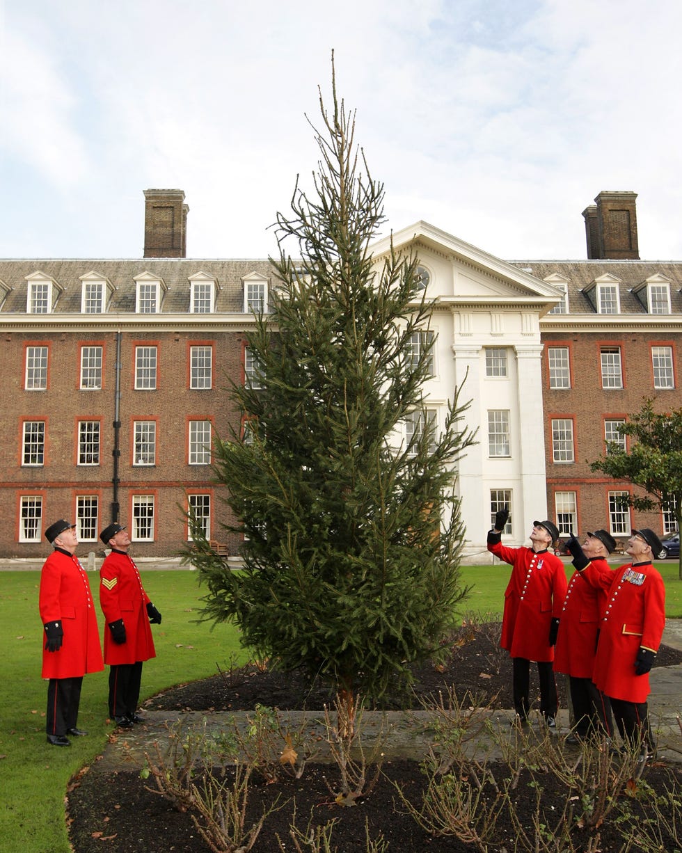 london december 08 chelsea pensioners at the royal hospital chelsea, admire the newly installed christmas tree donated from the queens windsor great park on december 8, 2008 in london, england each year the queen donates christmas trees from her crown estate which manages, amongst other rural areas, the windsor great park where the trees are grown the recipients of the donated trees include westminster abbey and the royal hospital chelsea photo by oli scarffgetty images